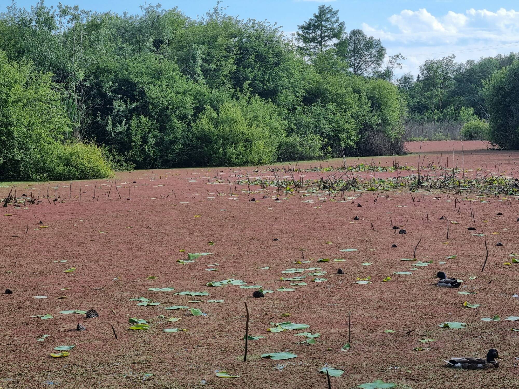 "Elle risque de provoquer la mort de nombreux animaux": cet étang très fréquenté de la Côte d'Azur est envahi par une algue