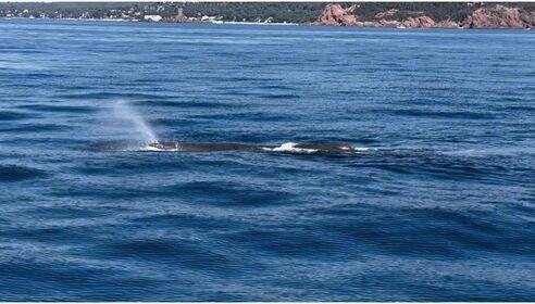 "Il nous regardait comme pour nous dire bonjour": un cachalot aperçu au large d'Anthéor, dans le Var, ce week-end