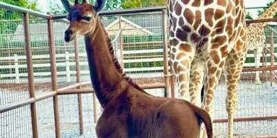 Une rarissime girafe sans tache naît dans un zoo américain
