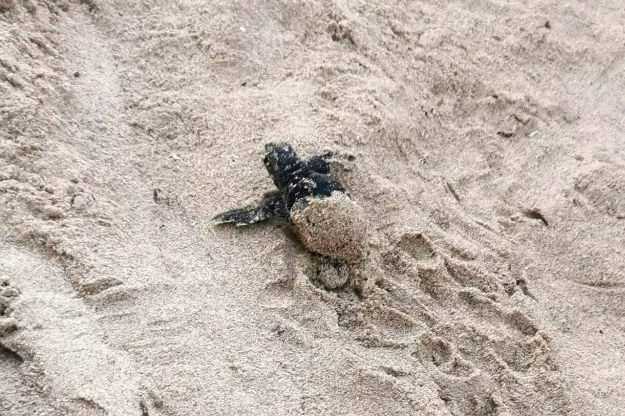 Plusieurs bébés tortues sont nés à Hyères: retour sur les heureux évènements de l'été sur nos plages