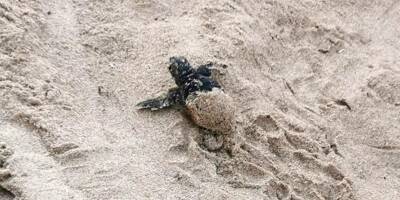 Plusieurs bébés tortues sont nés à Hyères: retour sur les heureux évènements de l'été sur nos plages