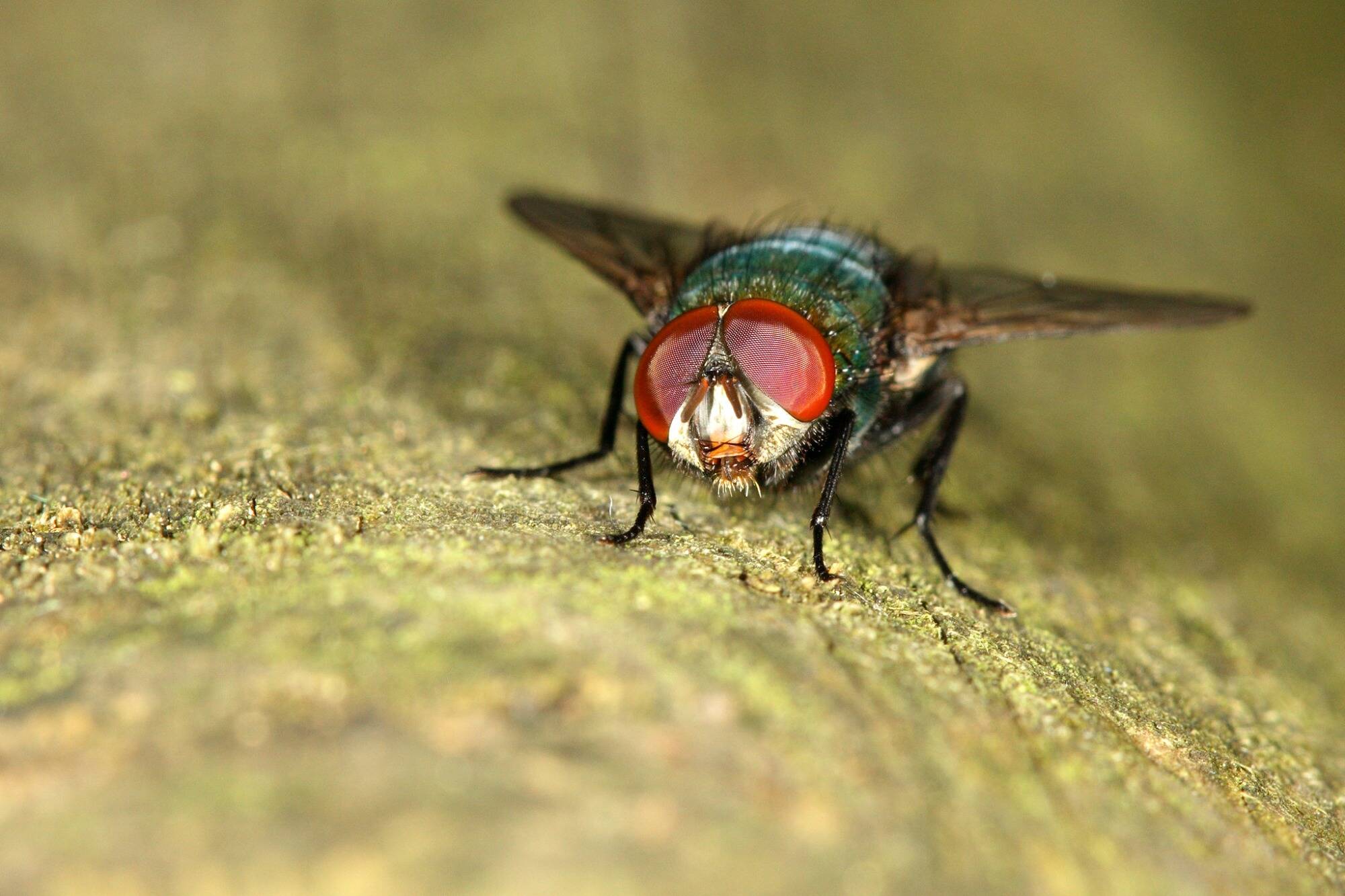 "J'en ai tué une trentaine dans mon appartement": d'où vient cette invasion de mouches dans les Alpes-Maritimes et le Var?