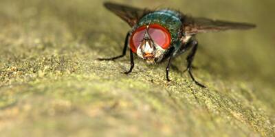 Vous êtes envahi par les mouches dans le Var et les Alpes-Maritimes? Votre témoignage nous intéresse