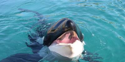 L'hommage de Marineland à Moana, l'orque décédée cette semaine dans le parc