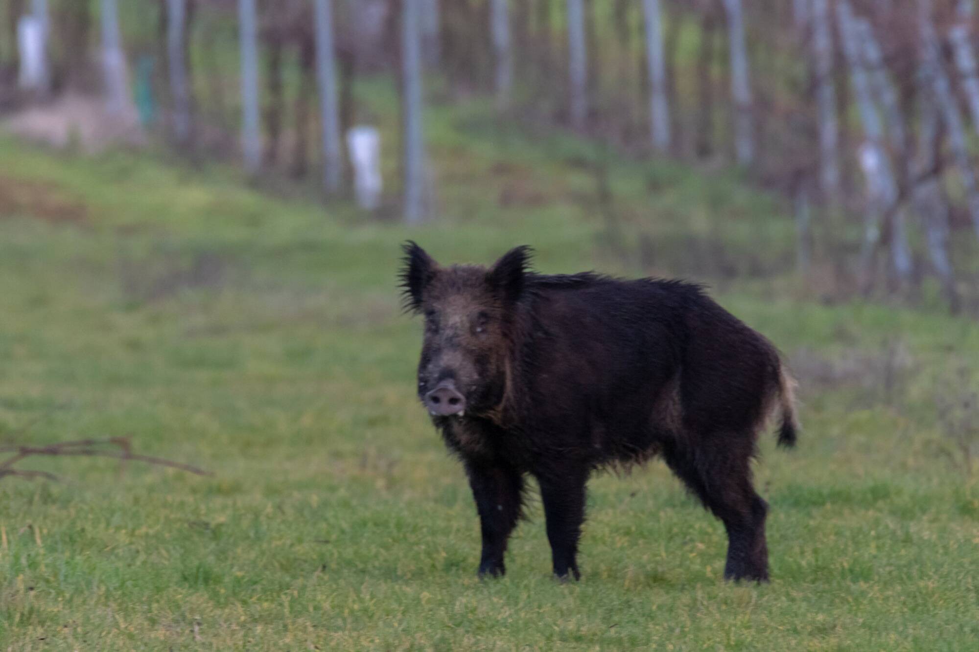"C'est insupportable, ça suffit": à Hyères, un sanglier dépecé et jeté comme un vulgaire déchet en plein centre-ville