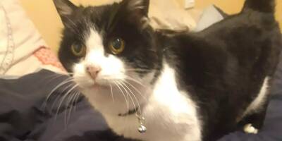 L'incroyable histoire de Choupette, une chatte retrouvée sept ans après à 850km de chez elle