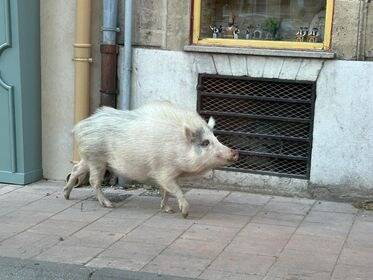 Une rencontre rarissime: elle tombe nez à nez avec un sanglier blanc en plein centre de ce village du Var