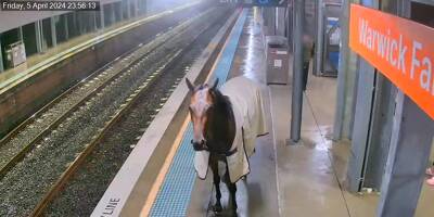 Un cheval s'échappe de ses écuries et finit sur le quai d'une gare surprenant les usagers