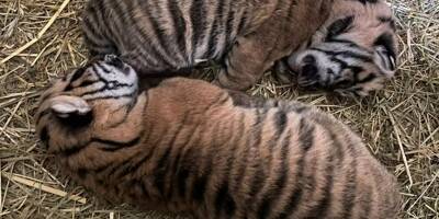 Ils commencent à ouvrir les yeux et à se déplacer: deux adorables tigres de Sumatra, espèce en danger, sont nés à Amiens