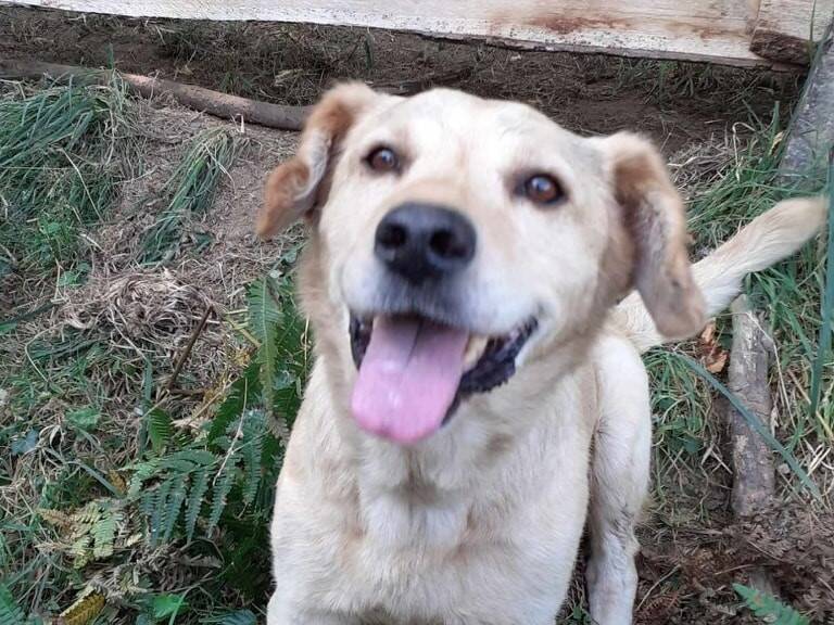 Perdus depuis dix ans, deux labradors retrouvés à deux mois d'intervalle dans le Tarn-et-Garonne