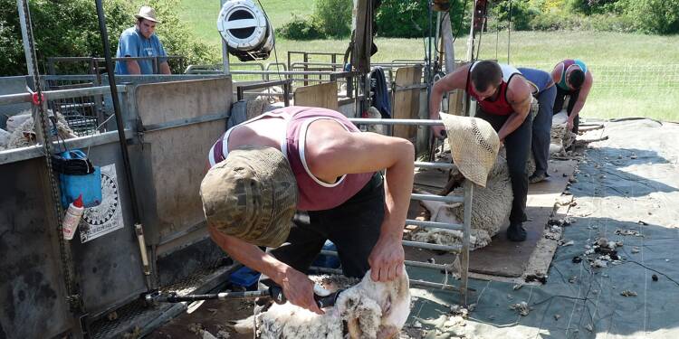 Ce week-end, Ampus organise sa première fête de la tonte de moutons