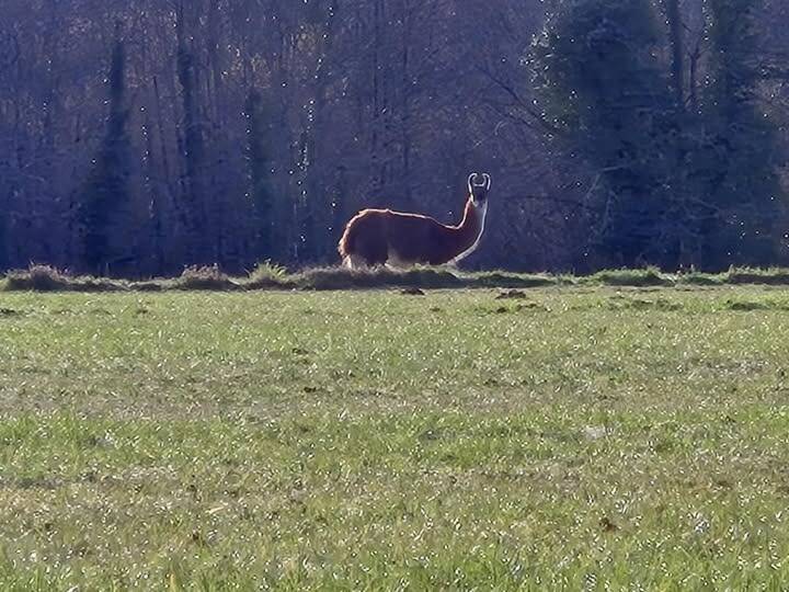 "Au début, ils se sont inquiétés pour ma santé mentale": le maire lance un appel pour retrouver le propriétaire d'un lama égaré dans le village