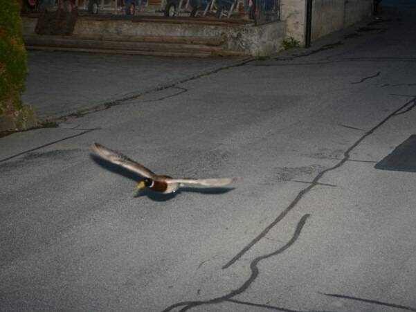 Un canard flashé par un radar en excès de vitesse en Suisse