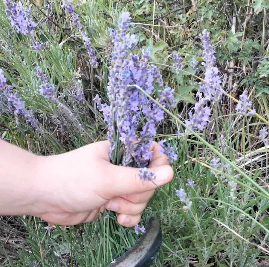 Concours, concerts, bals... Ce qui vous attend cet été à Sainte-Agnès