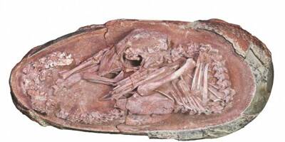 Un embryon de dinosaure parfaitement fossilisé découvert en Chine