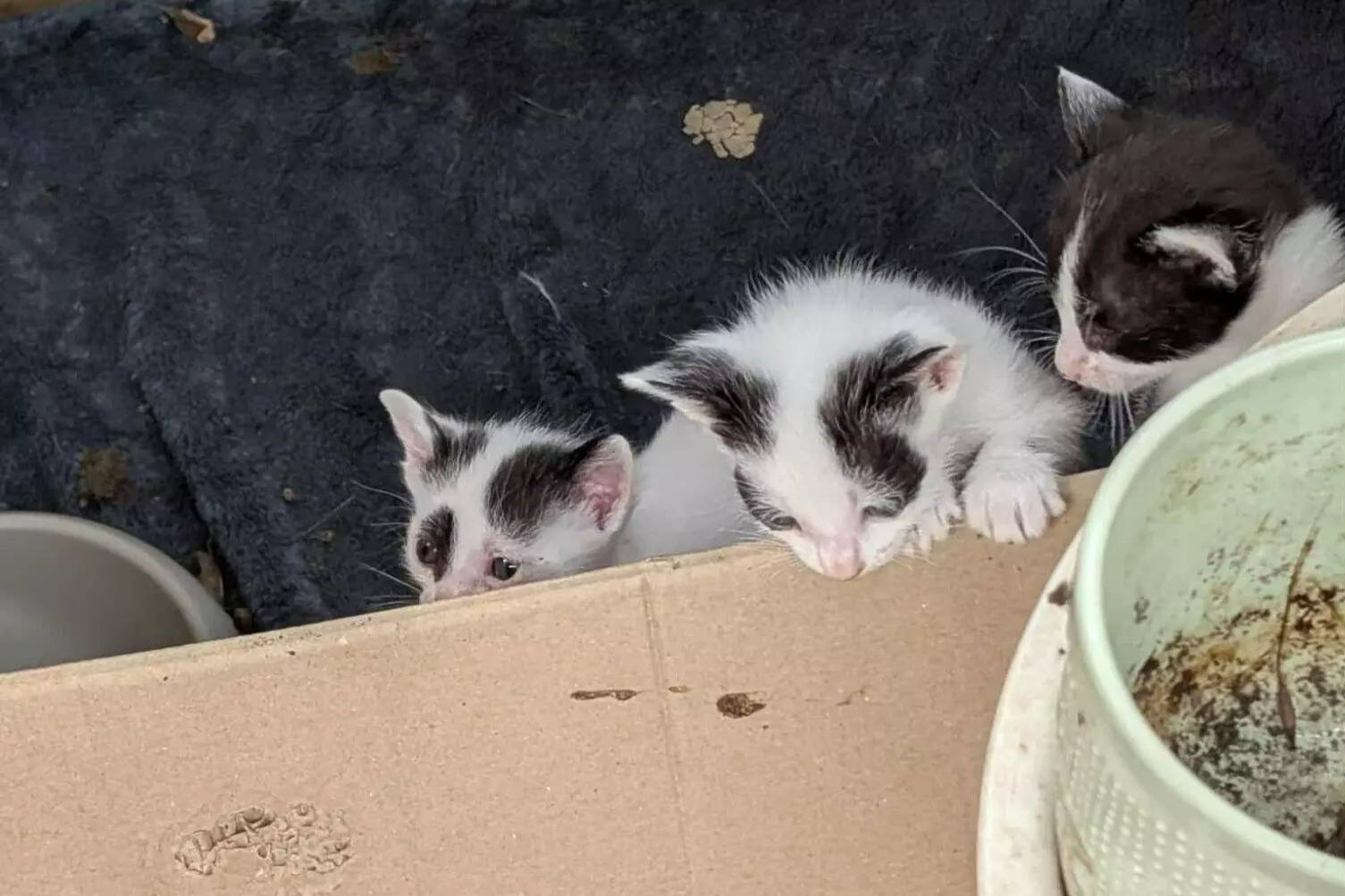 À Vence, une vingtaine de chats sauvés par l'association "Les Chats de Stella", 28 cadavres retrouvés dans un congélateur