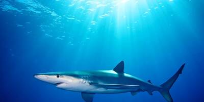 Le requin bleu toujours présent à Hyères, un périmètre de sécurité en place