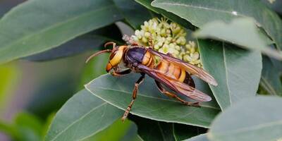 Un frelon géant qui inquiète les chercheurs repéré pour la première fois en Europe