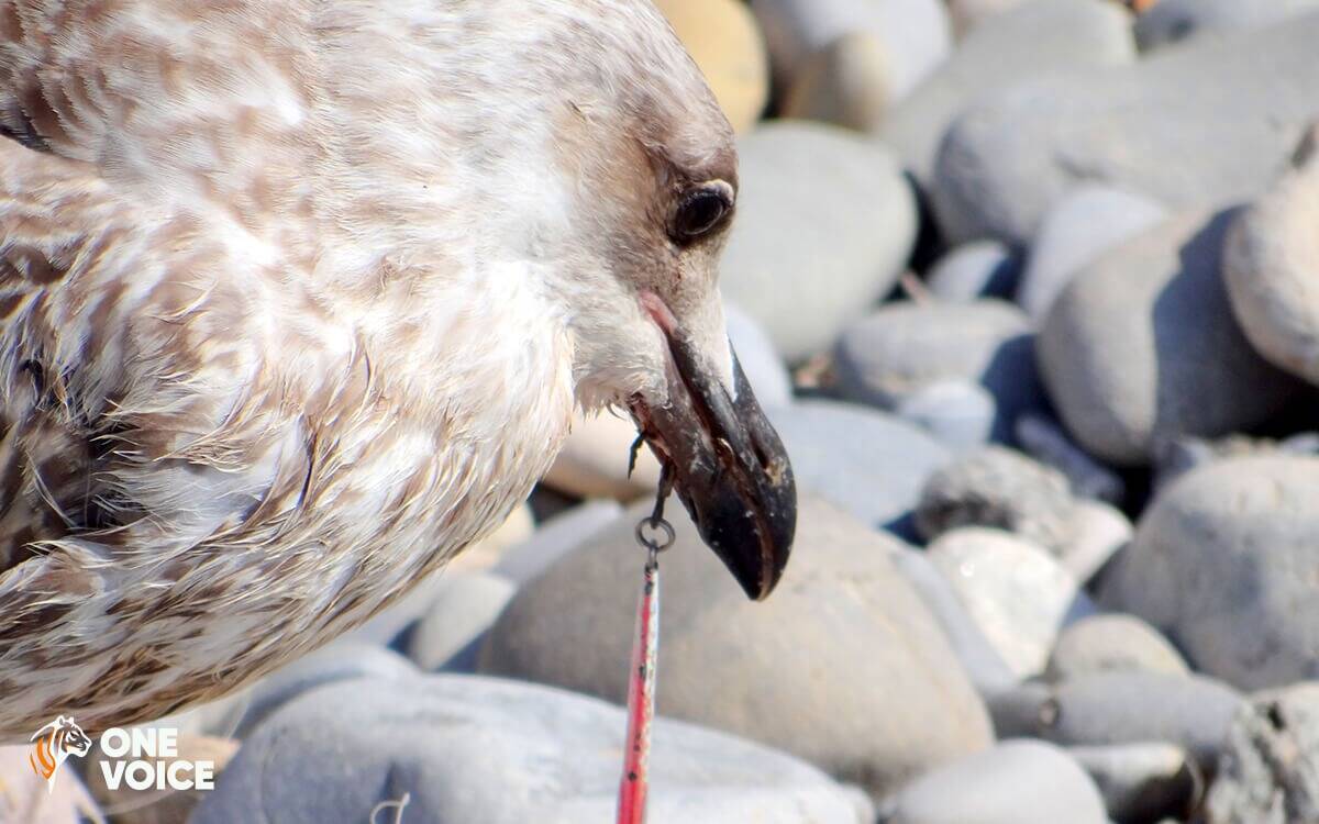 "Des oiseaux et poissons tués illégalement pour un loisir cruel": violente charge de l'association One Voice contre les pêcheurs des Alpes-Maritimes