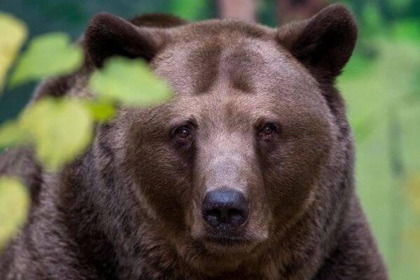De la viande d'ours sauvage en libre-service... Ce nouveau distributeur fait polémique au Japon