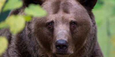 De la viande d'ours sauvage en libre-service... Ce nouveau distributeur fait polémique au Japon