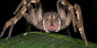 Au Brsil une araigne venimeuse au secours des problmes drection