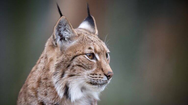 Tigres blancs, pumas, lynx: l'Espagne démantèle un trafic en ligne de félins exotiques