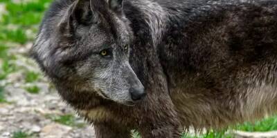 Le chasseur affirmait s'être fait attaquer par un loup dans le Var: les résultats d'analyse confirment ses dires
