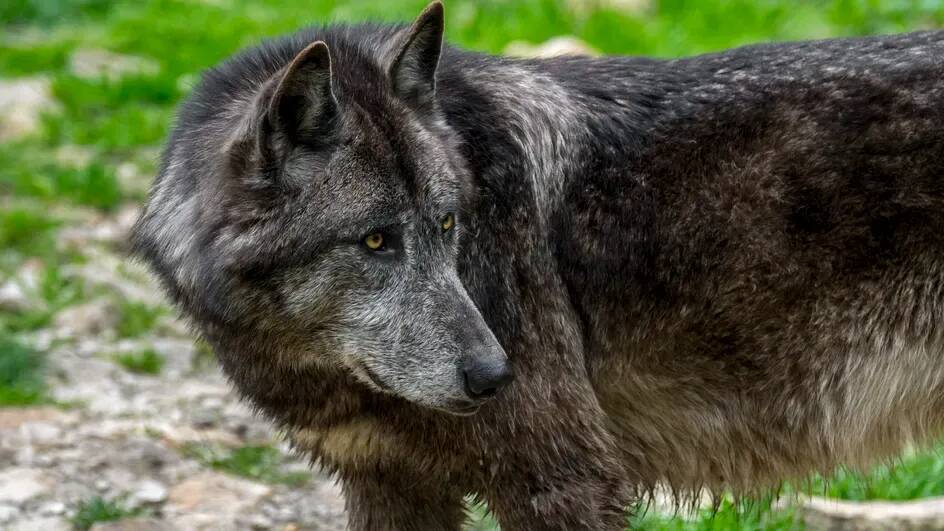 Des règles de tirs assouplies, barème d'indemnisation en hausse... Ce que contient le nouveau plan loup du Gouvernement "pour protéger les éleveurs"