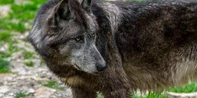 La mort d'un loup en forêt de Fontainebleau confirmée par les expertises