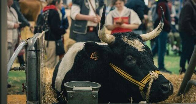 Salon de l'agriculture: 607.503 visiteurs pour la 61e édition, fréquentation en légère hausse
