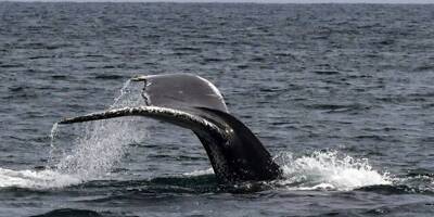 Une opération en cours pour secourir une baleine coincée dans la Rance en Bretagne