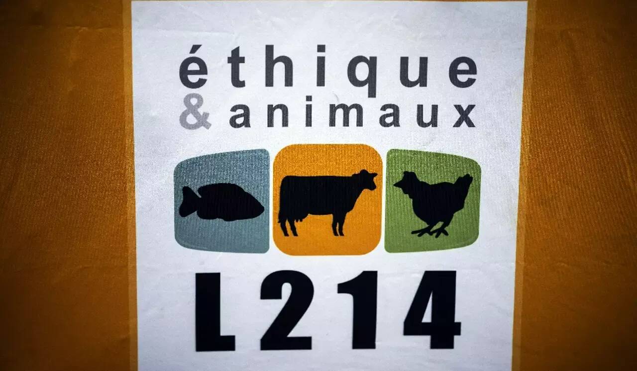 Plus de 20 coups à la tête en une minute: L214 demande la fin de l'abattage rituel pour les viandes halal et casher