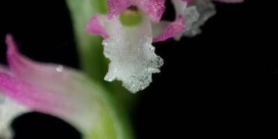 Découverte d'une nouvelle espèce d'orchidée ressemblant à du verre au Japon