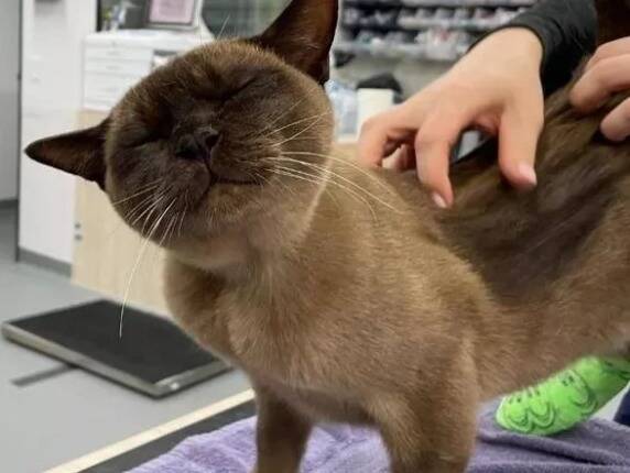 Un chat survit à un cycle complet de 55 minutes dans une machine à laver en Australie