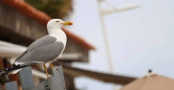 Ivre, un maire de l'Oise tire sur un goéland en plein centre-ville et se retrouve en garde à vue