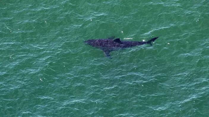 Un touriste étranger tué et un autre blessé après l'attaque d'un requin en mer Rouge, au large de l'Egypte