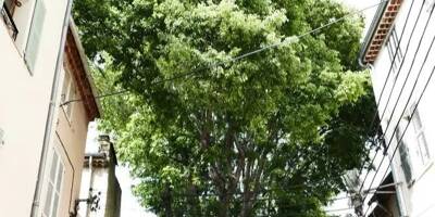 Les 5 choses à savoir sur les arbres remarquables à Antibes (la Ville a besoin de vous pour les lister)