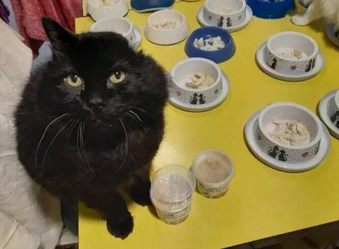 Vous Habitez Grasse Et Remarquez La Presence De Chats Errants L Association De Protection Animale Asa 06 Vous Invite A L Alerter Nice Matin Vous Habitez Grasse Et Remarquez La Presence De Chats Errants L Association De Protection Animale Asa 06 Vous Invite A L Alerter Nice Matin