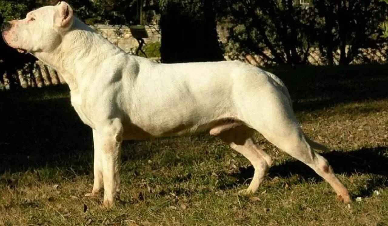 Une femme de 93 ans tuée par un chien dans un cimetière, deux personnes en garde à vue