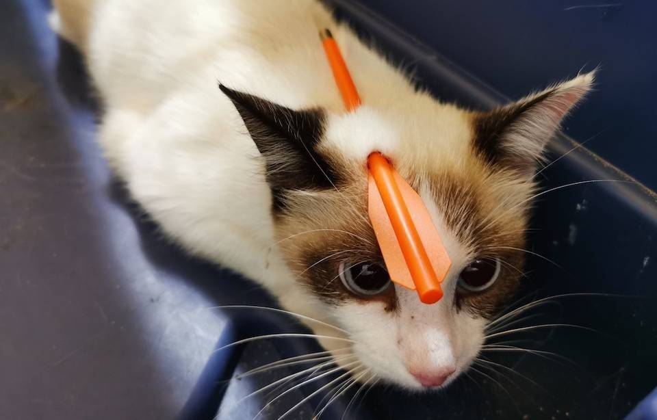 Un chat errant reçoit une flèche d'arbalète en pleine tête et survit, la fondation 30 Millions d'Amis porte plainte