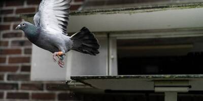 Trois personnes arrêtées pour le vol de pigeons voyageurs de compétition aux Pays-Bas