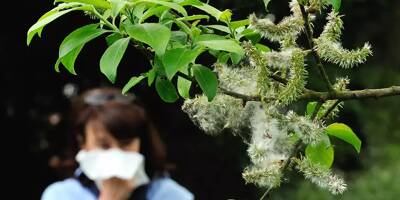 Allergies aux pollens: la saison a déjà commencé, les Alpes-Maritimes et le Var n'y échappent pas