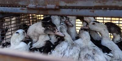 Elle est mortelle dans un cas sur deux: la transmission de la grippe aviaire H5N1 à l'homme 