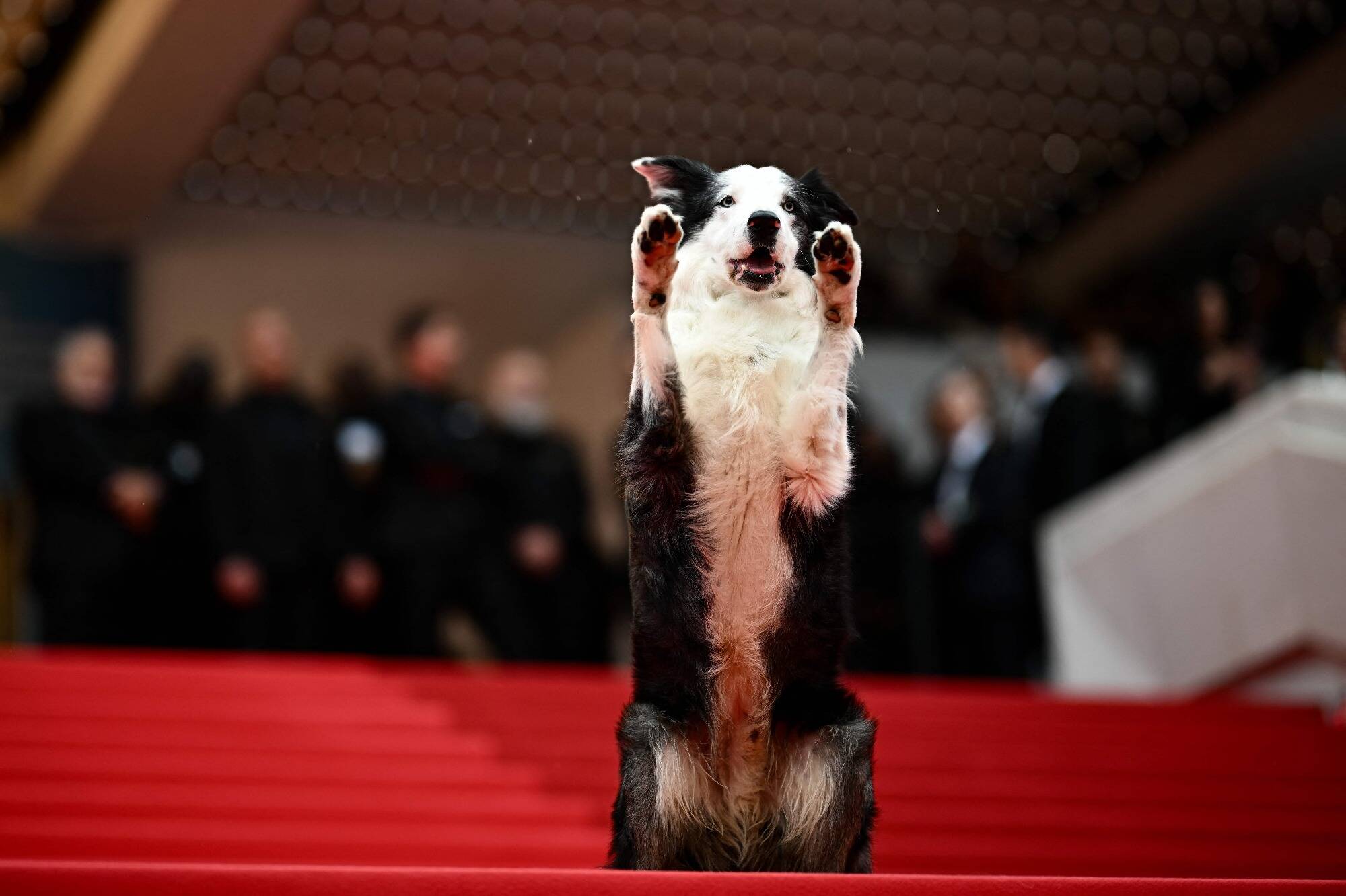 77e Festival de Cannes: les images craquantes de Messi, chien star d'"Anatomie d'une chute" revenu faire le show sur le tapis rouge