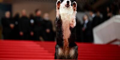 77e Festival de Cannes: les images craquantes de Messi, chien star d'"Anatomie d'une chute" revenu faire le show sur le tapis rouge