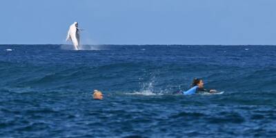 JO-2024: les sublimes images d'une baleine sur le spot de Teahupoo durant les demies-finales de surf