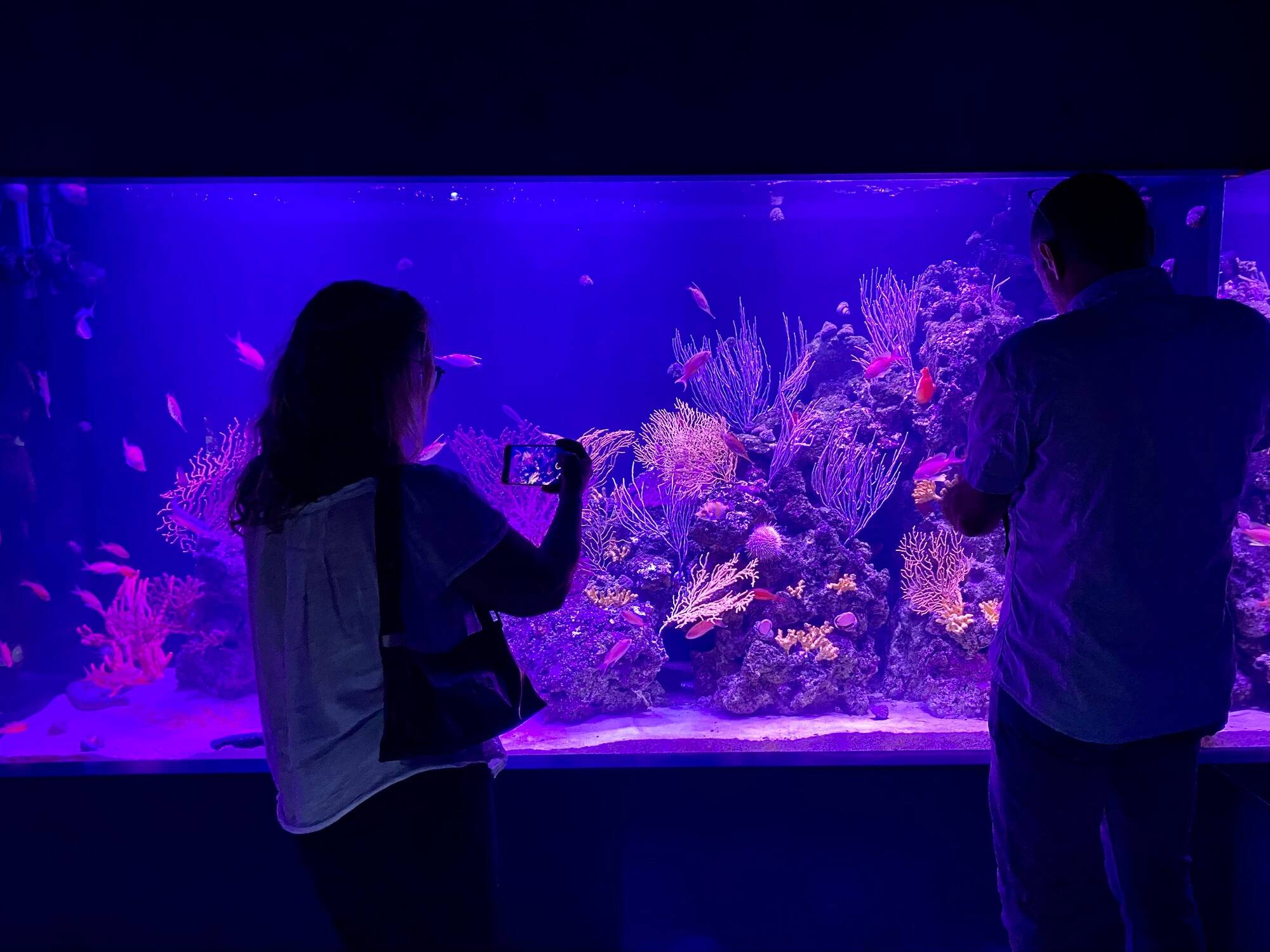 On vous fait visiter l'espace mer et littoral du Cap d'Antibes qui a enfin ouvert ses portes