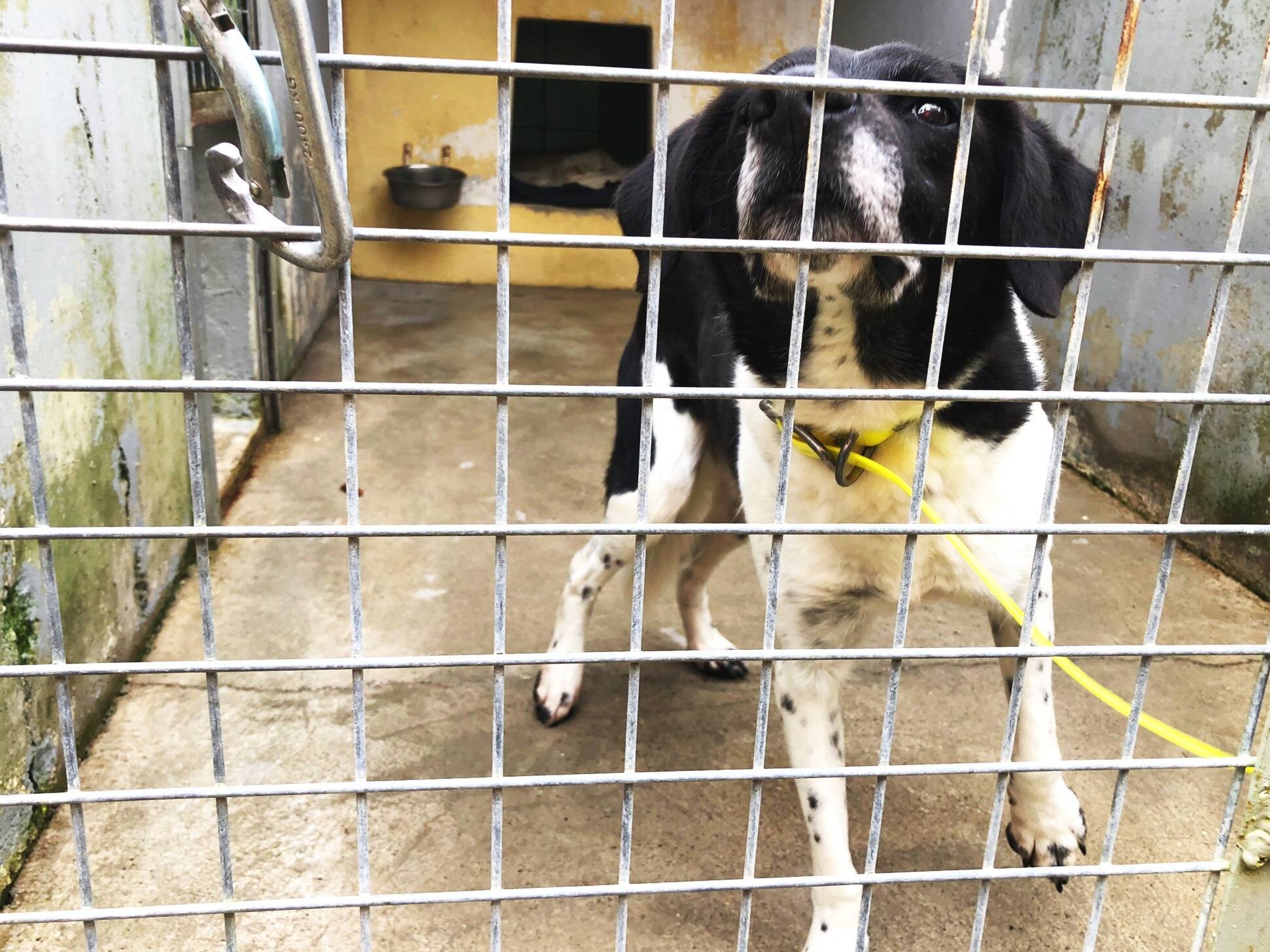 VIDEO. "J'ai eu du mal à croire que c'était lui"... Il retrouve son chien disparu depuis plus de quatre ans