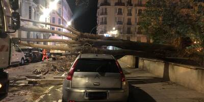 Les vents violents ont entraîné la chute d'un arbre dans le centre de Nice